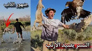 تجربة الصيد بل النسر العملاق _ صدنا الأرنب البري _ ضهور الذئب الرمادي !! صدمني 😨
