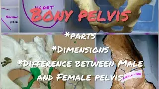 Bony pelvis