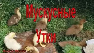 Мускусные Утки (Индоутки) Утята На Племя Пополнение  Нашего Хозяйства.