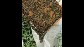 Breeding work in the apiary.