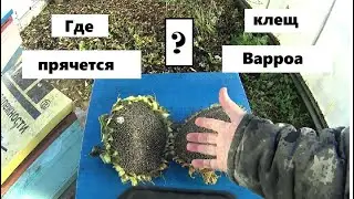 Where does the Varroa mite hide?