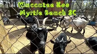 Waccatee Zoo Myrtle Beach Animal Walkthrough And Rookery