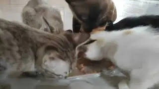 Cats eating wet food