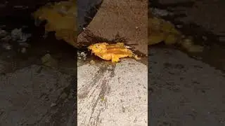 Crushing orange under wheel!!! #shorts