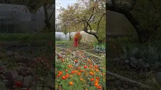 Дачная жизнь. #shorts #shortvideo #дача #приколы #осень #сад #огород #красота #смех #юмор