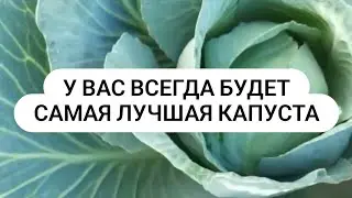 Кислая почва для выращивания здоровой капусты