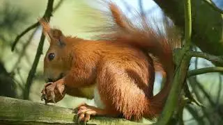 Как разговаривает белочка / Red squirrel eating a nut
