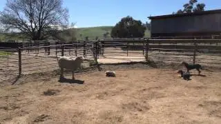 Pekingese herding sheep