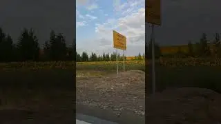 #ПОДСОЛНУХИ #