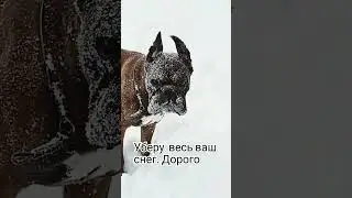 УБЕРУ ВАШ СНЕГ. ДОРОГО. #немецкийбоксер #собаки #boxerdog