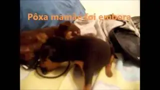 Minha cachorrinha Pinscher e seus filhotes