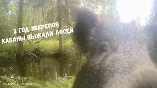 Второй год Зверопоя. Большая удача обнаружить его в лесу!