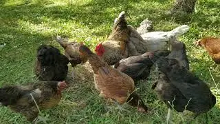 HOROZ VE TAVUKLARIMIZ!!!( Tavuklarımızın ilk çekim videosu)