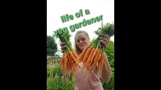Life of a Vegetable Gardener (Friday)