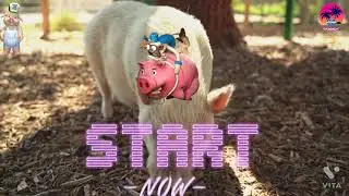 Very Beautiful And Cutest Pig 🐷//Nice And Cute Pig Video New 2021