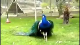 Прекрасный нашид