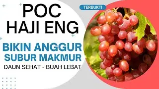 With Liquid Fertilizer Haji Eng. Fertile Grapes. Healthy Leaves Dense Fruit