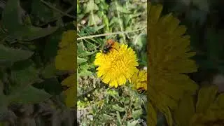 В Мариуполь пришла весна 😀💕😍 Первый шмель 🤭💐 и первые цветы