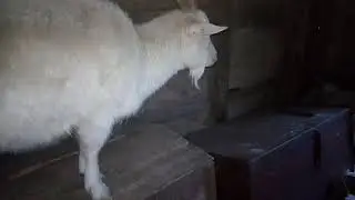 Она его соблазнила... козёл не виноват