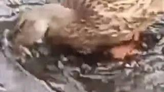 Прогулка....