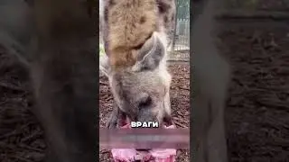 LIONS DON'T EAT HYENAS and here's why 🦁🐕 