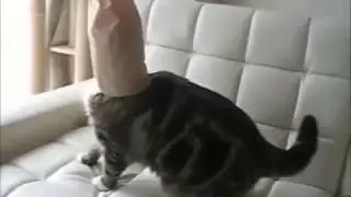 Просто Котэ! Просто Ржач!