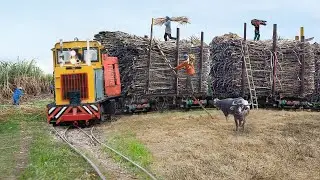The Extreme Process of Transporting Sugarcane on Dangerous  Train Tracks