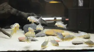 corydoras sterbai