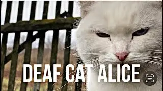 Cute cat / funny cat / Beautiful cat / Alice