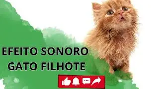 EFEITO SONORO GATO- FILHOTE