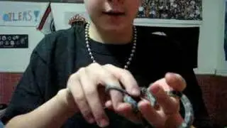 corn snake shedding