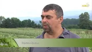 Агротема: Овощните разсадници – забравеното дете на българското земеделие, автор Снежана Любенова