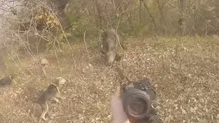 DOMUZ AVI/KÖPEKLERE SALDIRAN DOMUZ/WILD BOAR HUNTING
