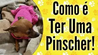 COMO É TER UMA PINSCHER