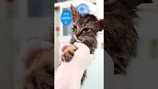 Mira a este pequeño gatito luchando valientemente por su vida !