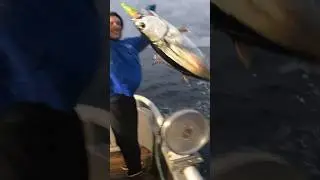 Albacore Tuna Fishing DISHWASHING BITE #yakventures #offshorefishing #tuna #albacore