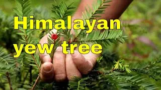 Tree id Himalayan Yew tree - Taxus wallichiana East Himalayan Yew identification and profile uk
