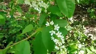 Погуляли в лесу. Цветет черемуха...