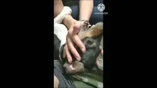 Джек Рассел Коля страдает от любви хозяйки 🤣🤣🤣 #джекрассел #коля #евро #собака #funny #funnyvideo