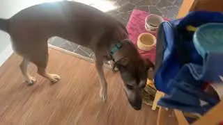 Annie doing an in house search.