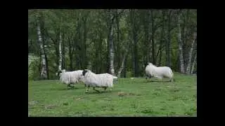 Highland Widow's Lament sung by Lorna Campbell