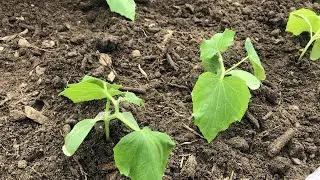 How to grow cucumber plants from seed and then transferring them to raised beds
