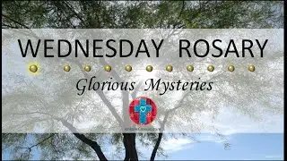 Wednesday Rosary • Glorious Mysteries of the Rosary ❤️ Sun Filtering Through a Desert Fern Tree