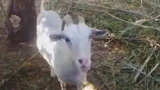 Козочки наши