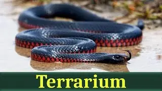 Чёрная змея, или чёрная ехидна (лат. Pseudechis porphyriacus)