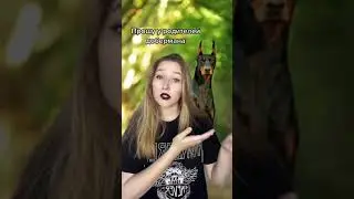 ОБЛОМ😓Думала,что доберман, а оказался шпиц🤯