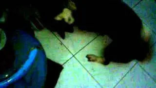 dog fight.3GP