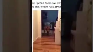 The end 😂😂 #funny #animals #dog #cat #pets #viral #shorts
