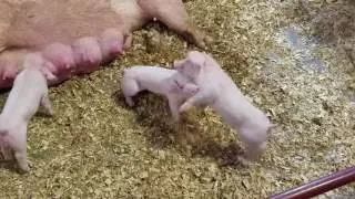 Indiana State Fair piglet fight
