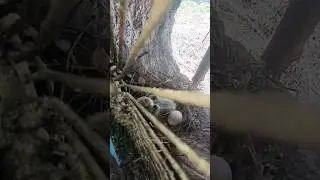 piogon 😃#subscribe # Like #share#helpthem#